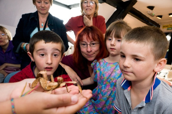 Children looking at an insect